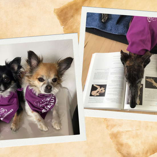 Læsehundene Berta, Jytte og Diana