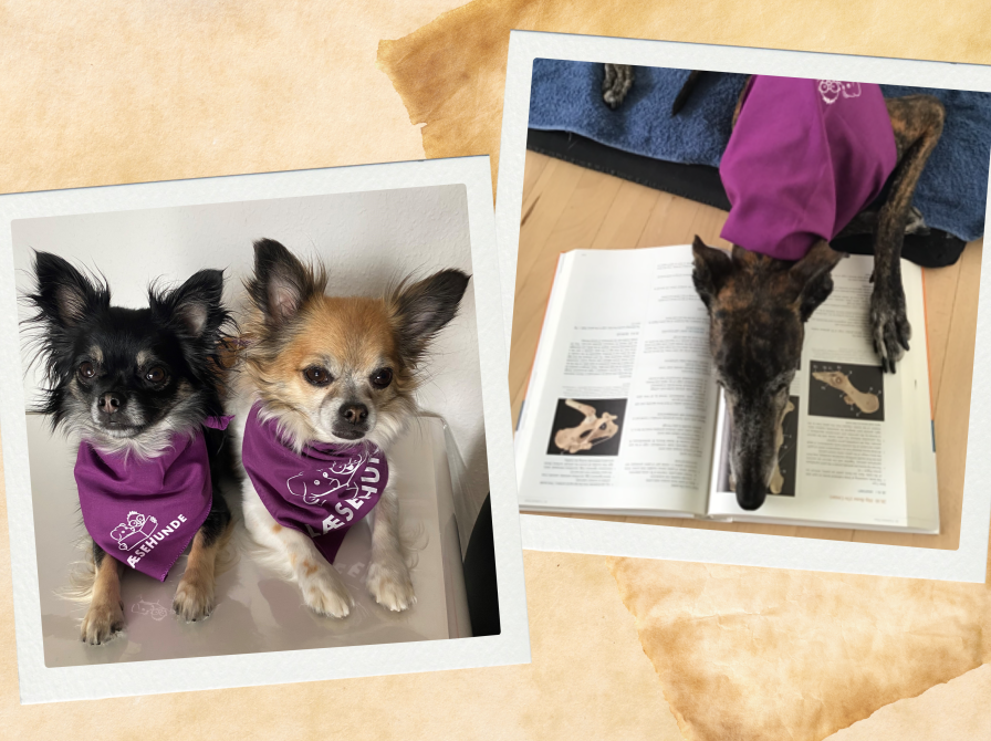 Læsehundene Berta, Jytte og Diana